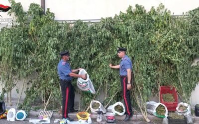 Montescaglioso, coltivava marijuana alle porte della città. 70enne arrestato dai Carabinieri