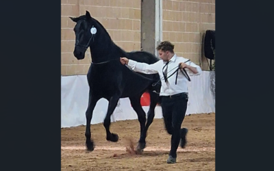 Campionato Nazionale Stalloni Cavallo Murgese, T.F. Paisiello Onix primo classificato
