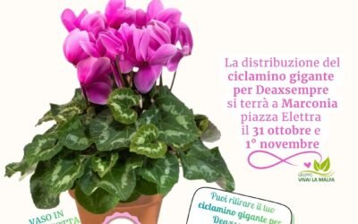 Un Ciclamino per Deaxsempre: i Vivai La Malfa Tommaso a Marconia il 31 ottobre e il 1° novembre. Il fiore che sboccia nel freddo diventa simbolo di speranza e rinascita