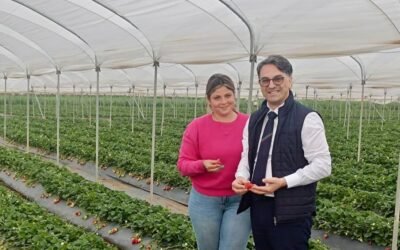La “Fragola della Basilicata” ottiene il marchio Igp