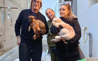 Matera, l’impegno del canile comunale Argo e l’invito dell’Amministrazione alla cittadinanza a contribuire  attraverso le adozioni, a garantire una vita dignitosa agli amici a quattro zampe