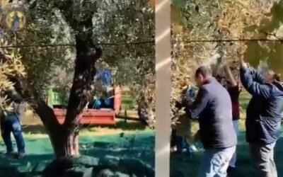 “Olivolì Olivolà”: la raccolta delle olive a Venosa come esperienza educativa e inclusiva per gli ospiti dei Padri Trinitari