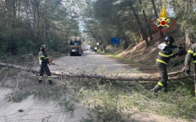 Forti raffiche di vento nel Materano, numerosi alberi caduti. Interventi dei Vigili del Fuoco