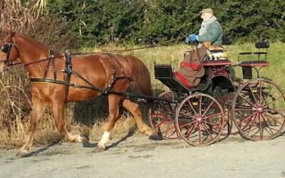 Viaggio in carrozza da Gragnano ad Agnone dall’11 al 18 aprile 2026