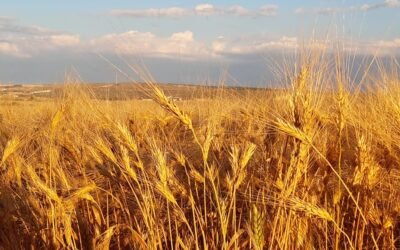 Filiera del grano, innovazione e salute. Sabato un convegno a Matera