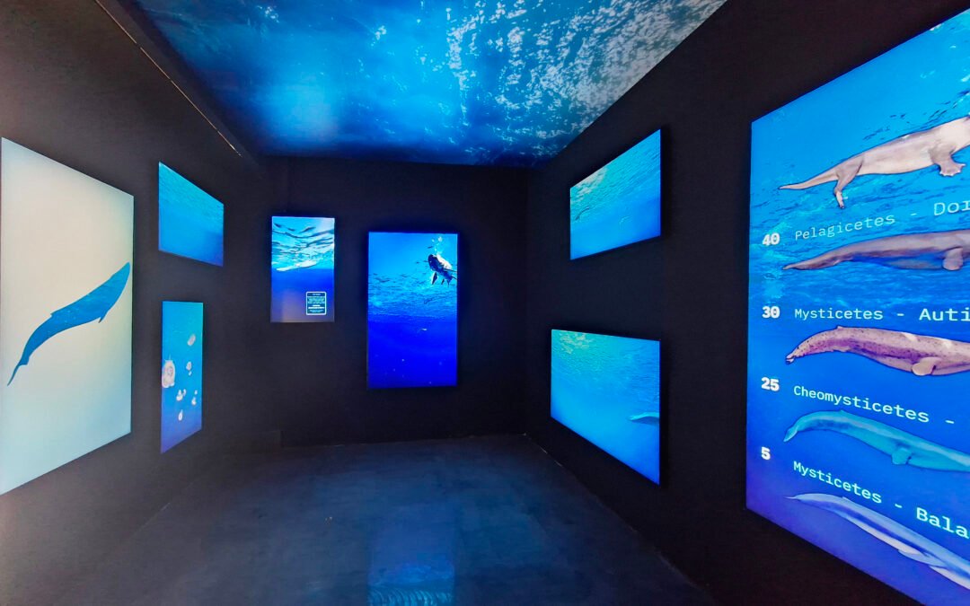 La mostra “Il mare a Matera” ottiene la menzione speciale del Premio Spina del PoliMi. Un viaggio immersivo sulle tracce di Giuliana realizzato da ETT per i Musei Nazionali di Matera