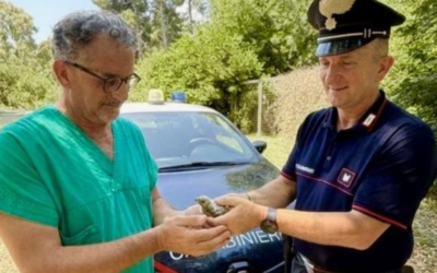 Montescaglioso, cucciolo di falco grillaio salvato dai Carabinieri