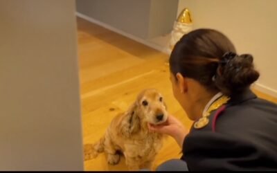 Polizia di Stato: nuovo spot contro l’abbandono degli animali durante il periodo estivo
