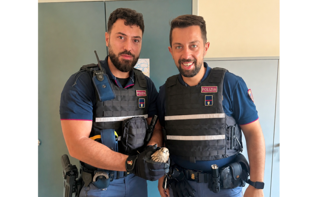 Gli agenti delle Volanti della Questura di Matera salvano un giovane falco