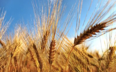 Il frumento del futuro, ricerca in campo e filiera d’eccellenza. Due seminari tecnici organizzati dal Collegio dei Periti Agrari di Matera